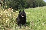 SCHIPPERKE 002